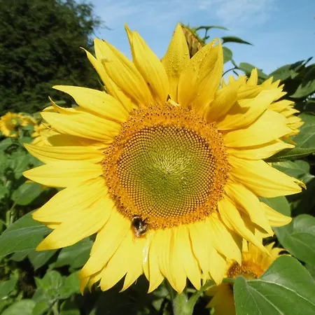 Oderbruchhuette * Neulewin