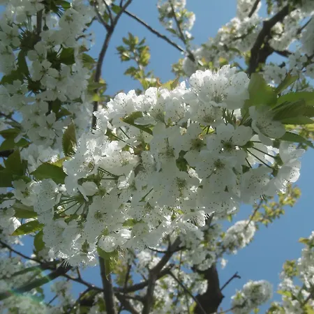 Oderbruchhuette * Neulewin