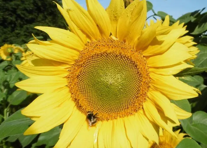 Oderbruchhütte * Neulewin