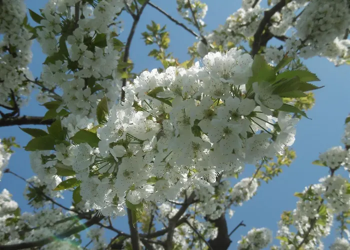 Oderbruchhütte * Neulewin