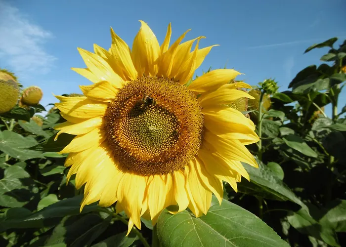 Oderbruchhütte Apartment