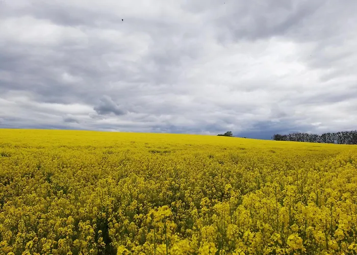 Apartment Oderbruchhütte Neulewin